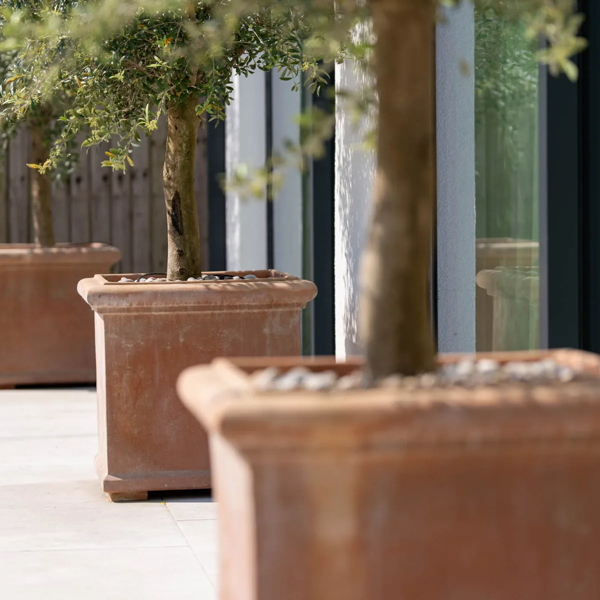 Olive trees in large terracotta pots on the courtyard paving